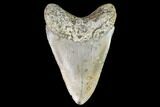Fossil Megalodon Tooth - North Carolina #109665-2
